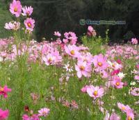 波斯菊種子的全面介紹與供應信息