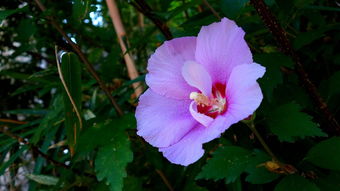 花語(yǔ)世界 花卉的文化意蘊(yùn)與生活美學(xué)