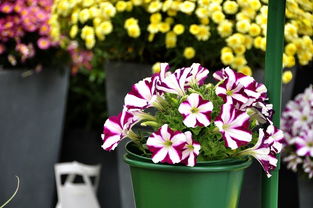 千種世園花卉順義預(yù)展紀(jì)實（三） 蔬菜篇——田園詩畫中的綠意樂章