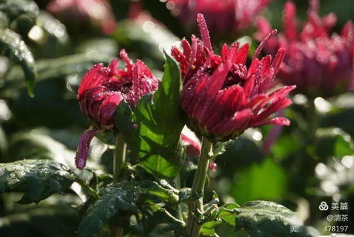 王城秋色，菊韻悠長 花卉攝影中的光影詩篇