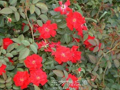 夏氏花卉 昆明月季大苗的品質(zhì)之選與市場行情